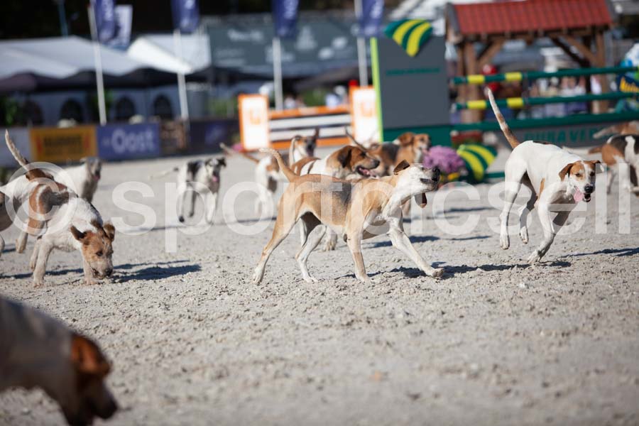 Prüfung show — IMG_3269